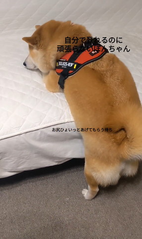 布団に顔うずめるワンコの後ろ姿横顔見える