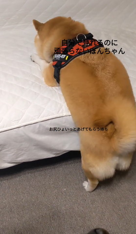布団に顔うずめるワンコの後ろ姿画面右より