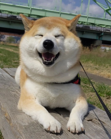 伏せして笑顔のワンコ