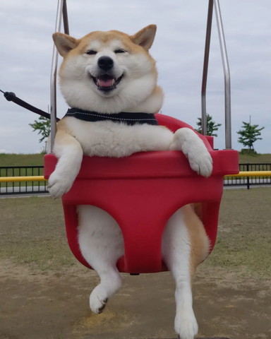 ブランコに乗ってるワンコ