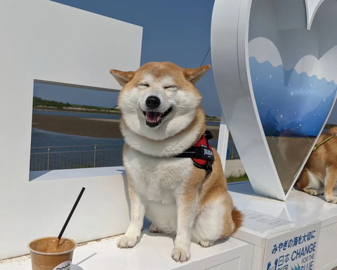 ヒコーキ耳で笑顔ワンコ