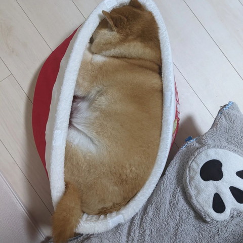 ベッドに顔うずめて寝るワンコ