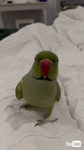 飼い主にキスをするインコ