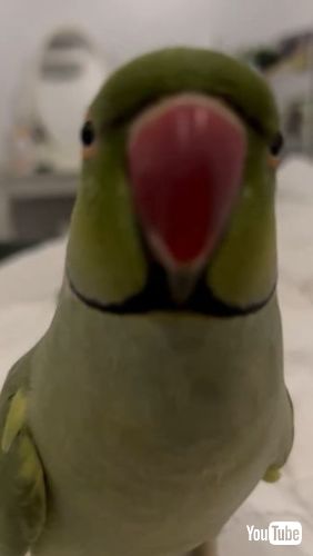 飼い主にキスをするインコ