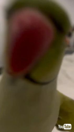 飼い主にキスをするインコ