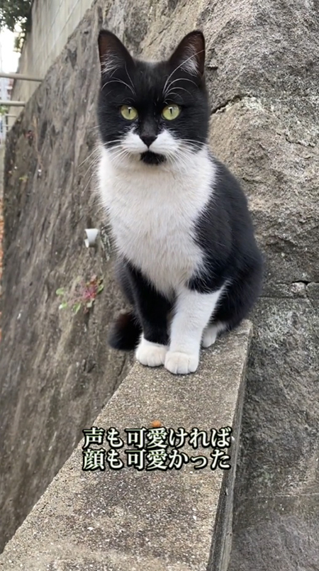 顔も声もかわいい