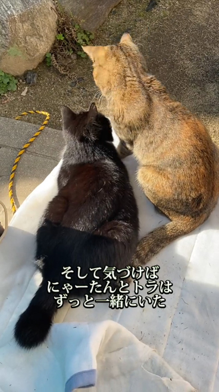 にゃーたんとトラちゃんの背中