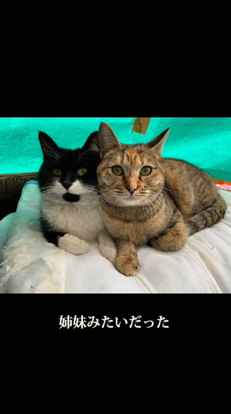 にゃーたんとトラちゃんの正面