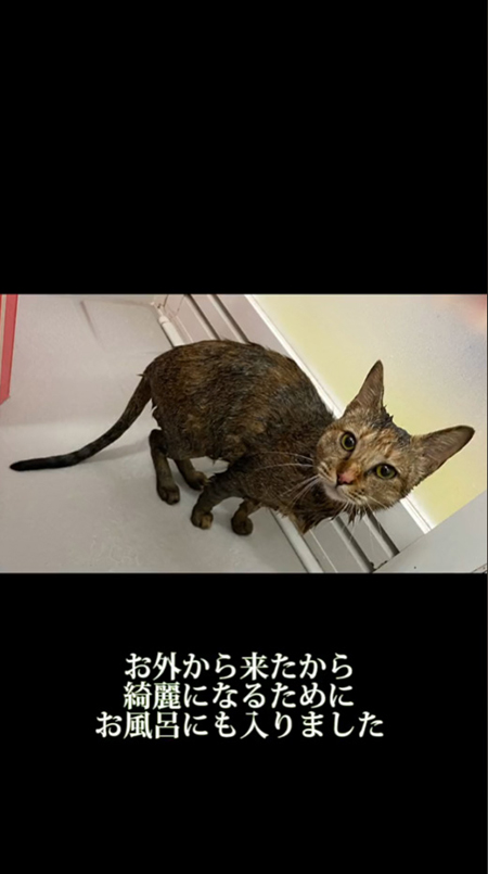 お風呂トラちゃん