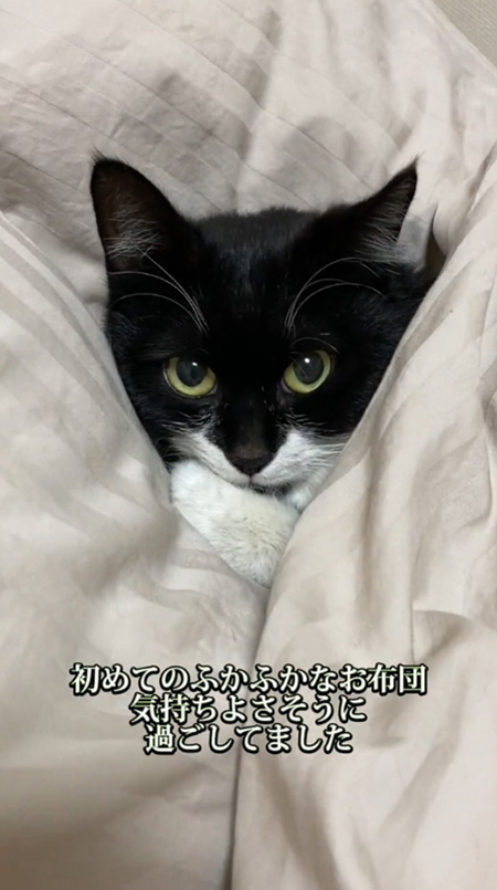 お布団にゃーたん