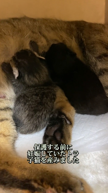 トラちゃんと子猫