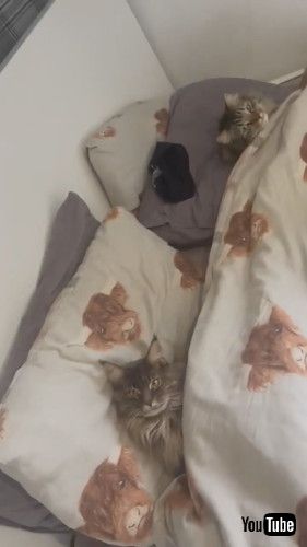 安眠中の猫