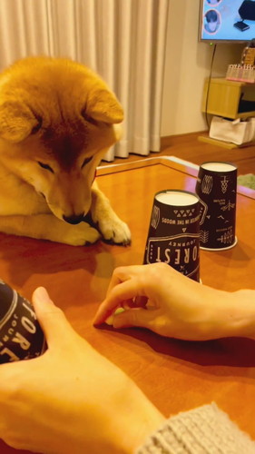 シェルゲームに挑戦するおとちゃん