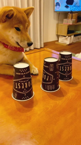 最後は見つめる柴犬