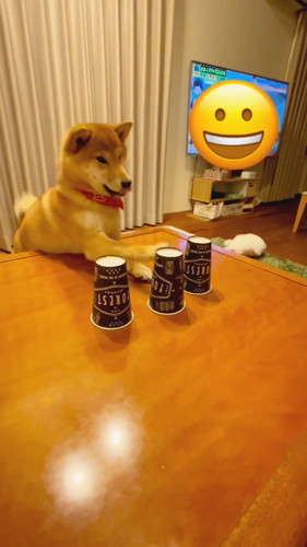 堂々とした柴犬