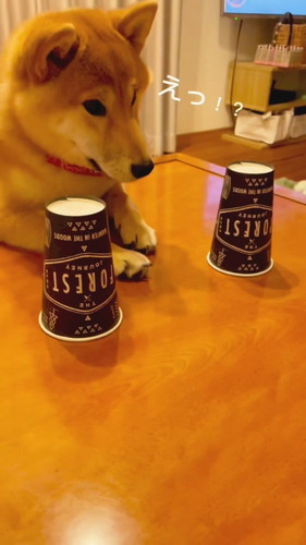 驚きを隠さない柴犬