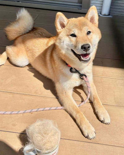 にこにこおとちゃん