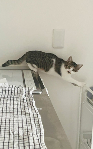 シンクとキッチンワゴンの間でフリーズする子猫