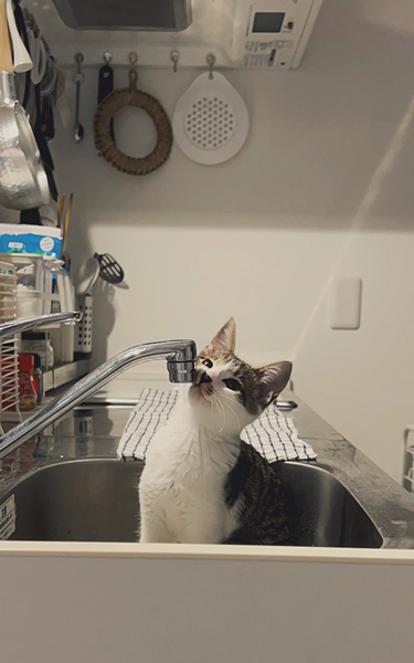 蛇口から水を飲みたい子猫