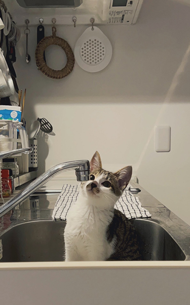 蛇口から水を飲みたい子猫