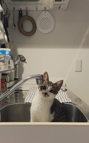 蛇口から水を飲みたい子猫