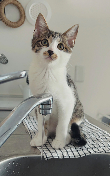 蛇口の水出待ち隊