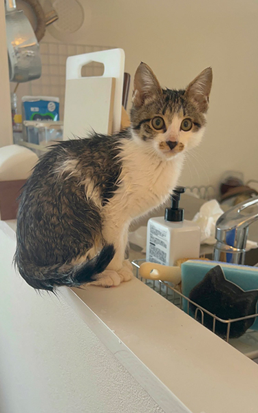 全身びしょぬれの子猫
