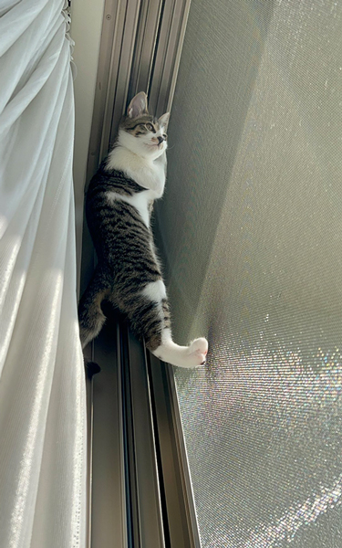 網戸をよじ登ってうっとり