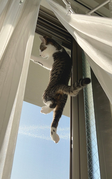 網戸をよじ登ってうっとり