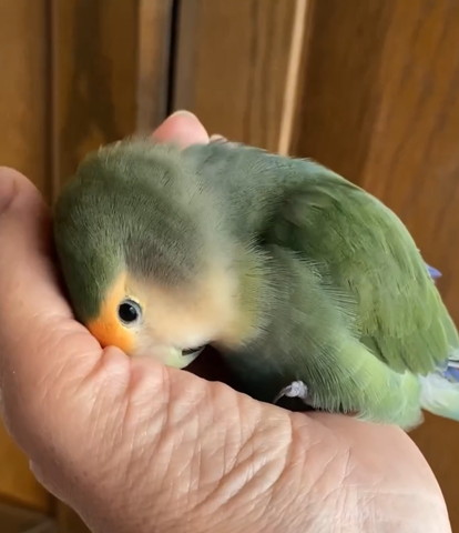 上目遣いでおじぎしてるみたいなインコ
