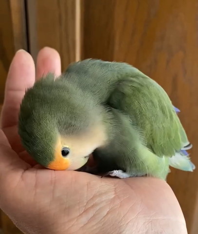 おじぎしてるみたいなインコ横から