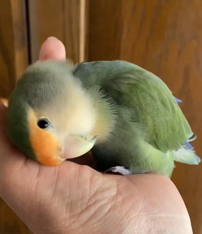手のひらで上目遣いインコ