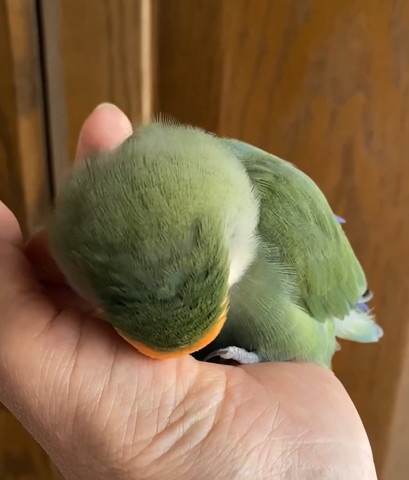 後頭部インコ