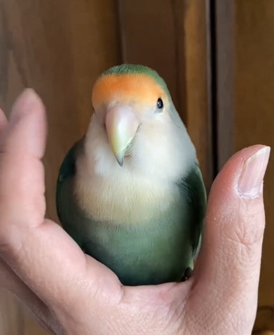 手のひらにインコ正面