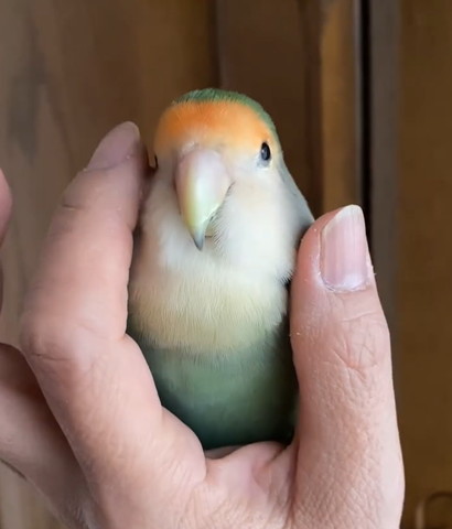 指でもふられるインコ正面