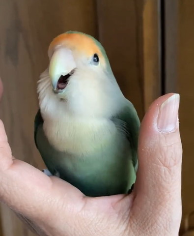 口あけてるインコ