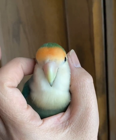 李人差し指と親指でインコもふる正面
