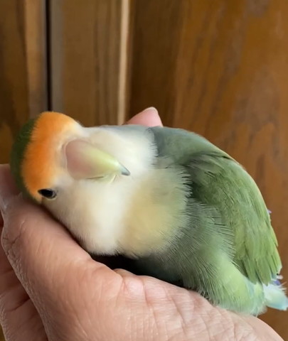 背中もふられてるインコ