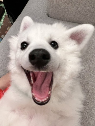 笑顔のワンコアップ両耳が右側に傾いてる