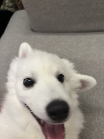 笑顔のワンコアップ両耳がかなり右側に傾いてる