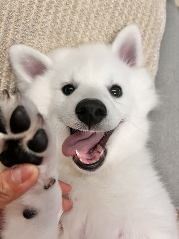 笑顔ワンコアップ前足