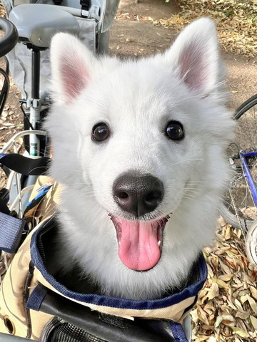 洋服着てるワンコ笑顔