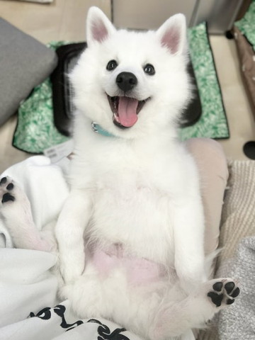 寝転がって笑顔のワンコ