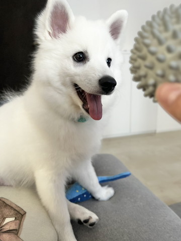 ボール見てるワンコ