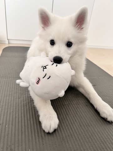 ぬいぐるみくわえてるワンコ