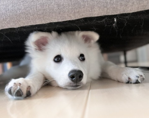 ソファーの下にいるワンコ