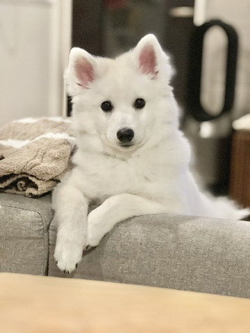 ソファから見てくるワンコ