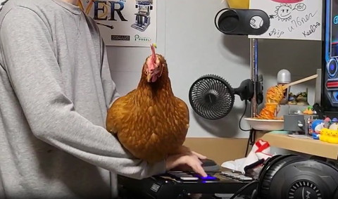 飼い主の手の上で正面向いてるニワトリ
