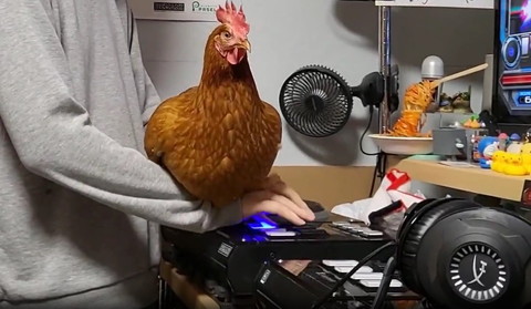 飼い主の手の上で右向いてるニワトリ