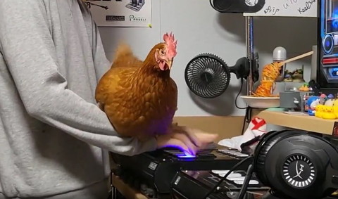 飼い主の手の上で正面下向いてるニワトリ